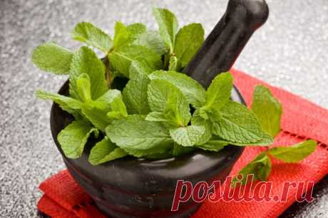 Ароматное варенье из мяты и лимона. Рецепт — как сделать варенье мятное домашнее.