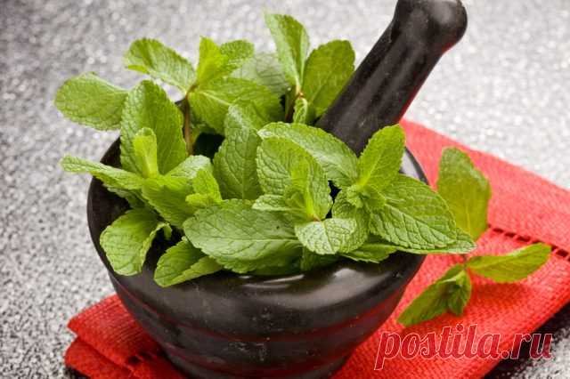 Ароматное варенье из мяты и лимона. Рецепт — как сделать варенье мятное домашнее.