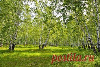Google+.   -  Весенняя роща.