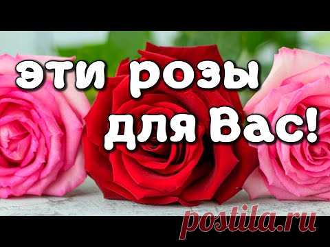Доброе утро, любимая. Розы для тебя * МУЗыкальный подарОК