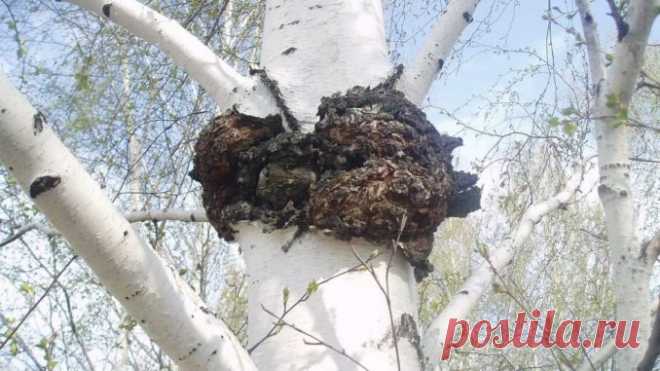 ЧАГА – ЦЕЛЕБНЫЙ ДАР ПРИРОДЫ
