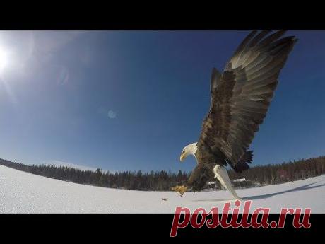 Атака орла в замедленной съемке Рыбак снял на видео, как орел подбирает рыбу со льда замерзшего озера