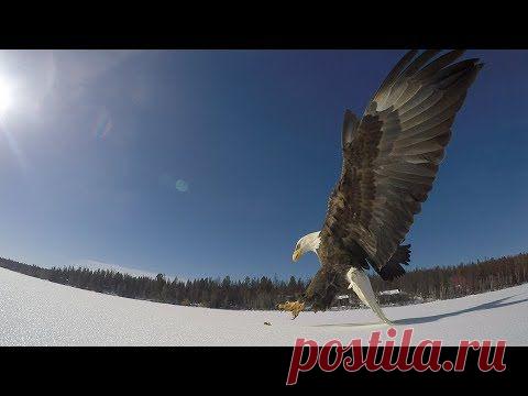 Атака орла в замедленной съемке Рыбак снял на видео, как орел подбирает рыбу со льда замерзшего озера