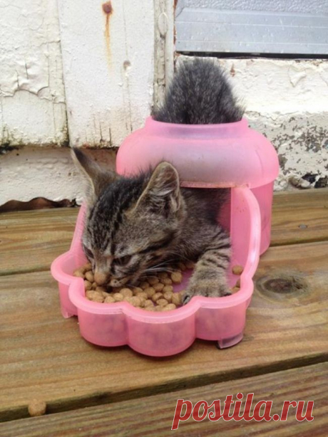 У котов своя логика
