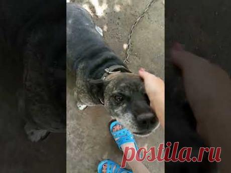 Песик Джеррик - землеройка