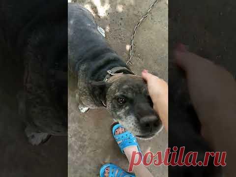 Песик Джеррик - землеройка