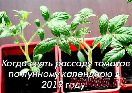 Когда сеять томаты на рассаду по лунному календарю в 2019 году

Томаты являются самыми распространёнными овощами у огородников, ведь они очень вкусные, подходят для салатов и консервирования. Но чтобы вырастить прекрасные помидоры необходимо заранее подготовится к их посадки, чтобы они успели созреть в срок. Посев лучше всего осуществлять учитывая сорт и лунный календарь.

Какие сорта томатов сажать:
Сверхранние сорта,
Ранние и среднеспелые сорта,
Поздние сорта.

Чтобы был...