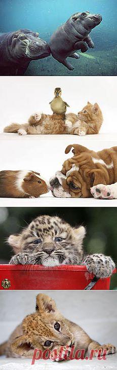 милые животные