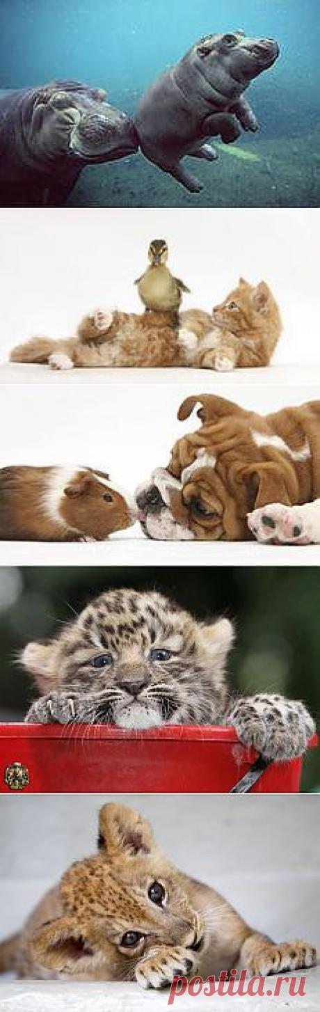 милые животные