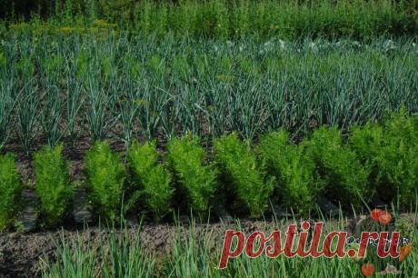 ЛУКОВАЯ МУХА, КАК С НЕЙ БОРОТЬСЯ – ИЗБАВЛЯЕМСЯ БЫСТРО И НАВСЕГДА!