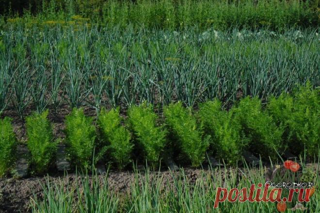 ЛУКОВАЯ МУХА, КАК С НЕЙ БОРОТЬСЯ – ИЗБАВЛЯЕМСЯ БЫСТРО И НАВСЕГДА!