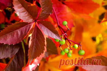 Яндекс.Коллекции