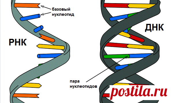 Смешанные формы ДНК и РНК могли быть первыми генами | Непознанный мир