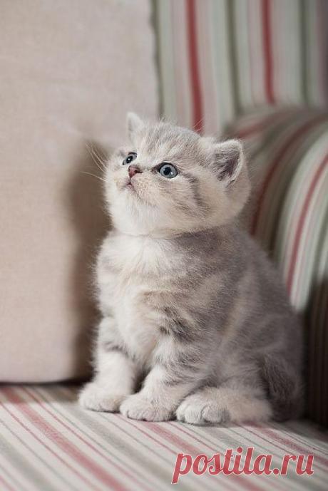If I Don’t Move, They Can’t See Me | Cutest Paw