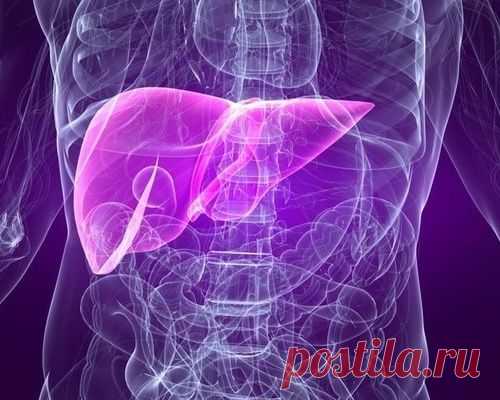 Как защитить печень: что можно есть и чего нельзя