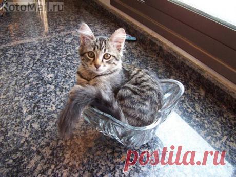 Мечта хрустальная