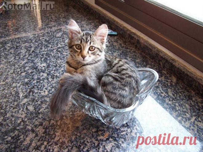 Мечта хрустальная