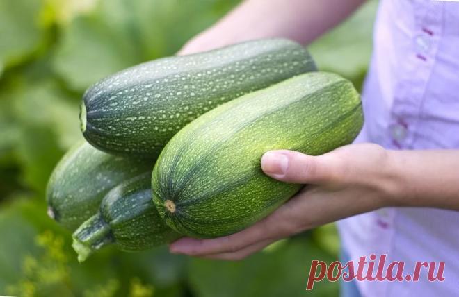 С щавелем, морковью и перцем чили. Рецепты блюд из кабачков на скорую руку 
Огородники собирают первый урожай кабачков. Предлагаем несложные рецепты закусок и вторых блюд из этих овощей.



Кабачки считаются диетическим блюдом, в них мало калорий. Они особенно полезны людям,…