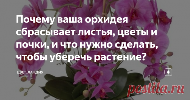 Почему ваша орхидея сбрасывает листья, цветы и почки, и что нужно сделать, чтобы уберечь растение? По сравнению с остальными орхидеями, фаленопсис достаточно неприхотлив, но именно несоблюдение правил ухода нередко вызывает сворачивание листочков и цветков этого растения.
Если листки жухнут и становятся мягкими, цветы  осыпаются, это вернейший симптом того, что с растением что-то не так, и вам нужно узнать, почему это случается, и приять своевременные меры по его реабилитации. Процесс