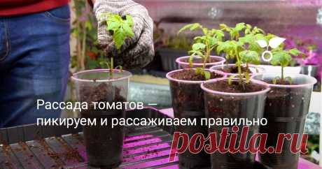 Рассада томатов — пикируем и рассаживаем правильно Томаты начали вытягиваться? Тогда самое время приступать к пикировке. Она поможет остановить перерастание саженцев, улучшит развитие корневой системы.