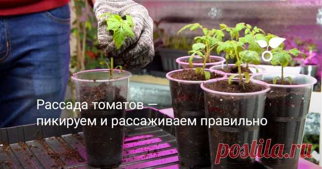 Рассада томатов — пикируем и рассаживаем правильно Томаты начали вытягиваться? Тогда самое время приступать к пикировке. Она поможет остановить перерастание саженцев, улучшит развитие корневой системы.
