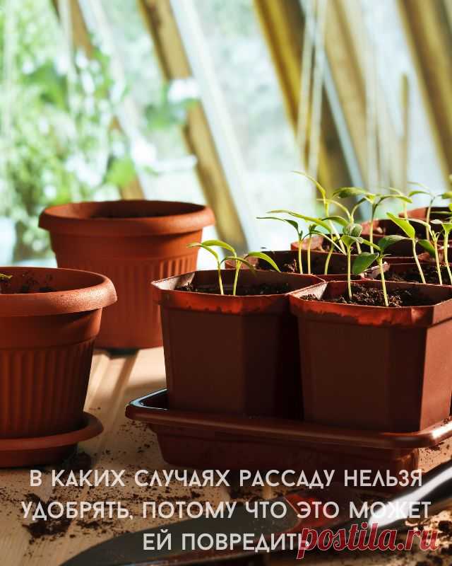 Когда рассаду нельзя удобрять, чтобы не навредить ей? — Д а ч а