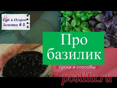 Про базилик: сроки и способы посадки. Сад и Огород. Заметка #5.