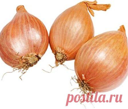 Лук шалот посадка | ВО САДУ И В ОГОРОДЕ