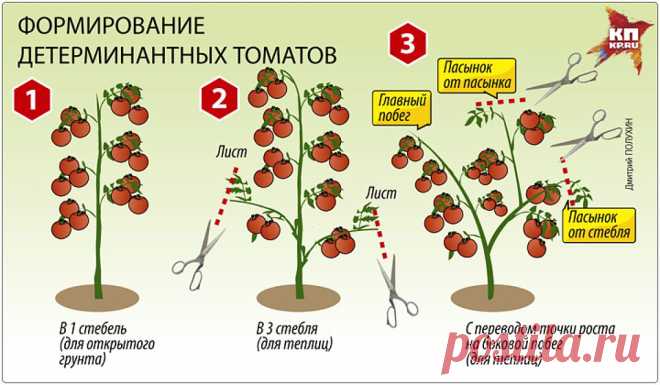 Томаты: варианты формирования