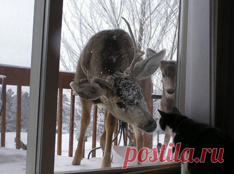 25 животных, которые ну очень хотят зайти внутрь