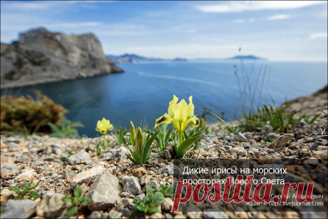 Продолжаю показывать эволюцию крымской весны 2013 года.  Сегодня мы отправимся за весенним настроением на восток Крымского полуострова, в Новый Свет. Здесь, на каменистых осыпях мысов Плоский и Капчик, распустились первые в этом году дикие ирисы..| Дикие ирисы на морских просторах Нового Света - Жизнь в путешествиях