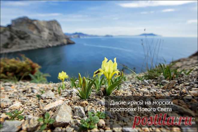 Продолжаю показывать эволюцию крымской весны 2013 года.  Сегодня мы отправимся за весенним настроением на восток Крымского полуострова, в Новый Свет. Здесь, на каменистых осыпях мысов Плоский и Капчик, распустились первые в этом году дикие ирисы..| Дикие ирисы на морских просторах Нового Света - Жизнь в путешествиях