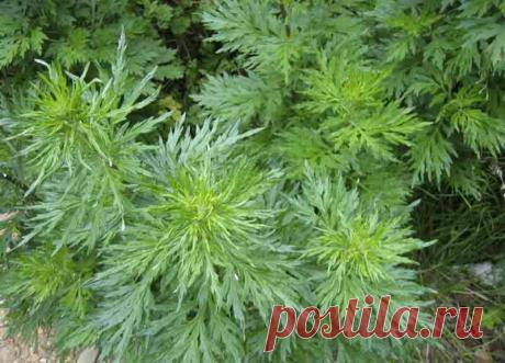 10 растений из леса, которые лучше даже не трогать