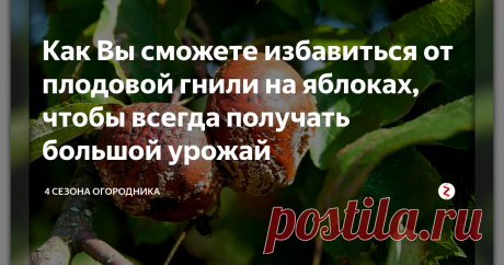 Как Вы сможете избавиться от плодовой гнили на яблоках, чтобы всегда получать большой урожай Как часто можно наблюдать на плодово-ягодных деревьях в садах гниющие прямо на ветках фрукты? Да сплошь и рядом! И это не последствия обильных дождей, это в прямом смысле следствие неправильного ухода и заботы. Рассмотрим страшное слово "монилиоз" и как с ним бороться.
Как и когда на яблоках появляется гниль
Монилиоз – грибковое заболевание плодово-ягодных деревьев вида костянок. Чаще всего хворь