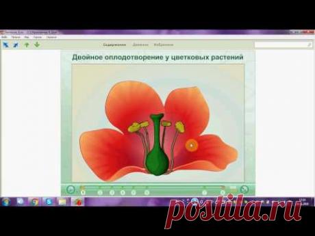Двойное оплодотворение у цветковых растений. ОГЭ. ЕГЭ. Биология. - YouTube