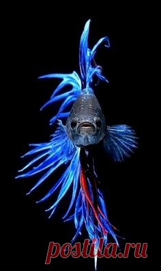 The Siamese fighting fish (Betta splendens)