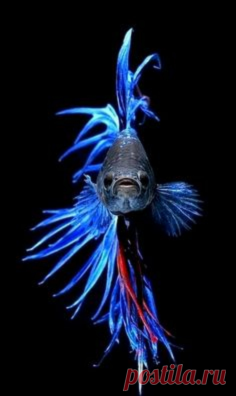 The Siamese fighting fish (Betta splendens)