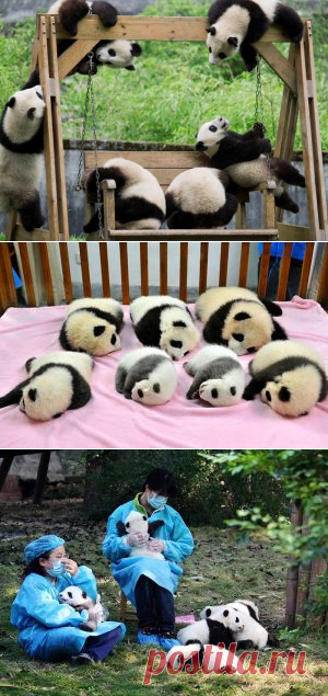 Самая лучшая работа в мире находится в детском саду для панд.