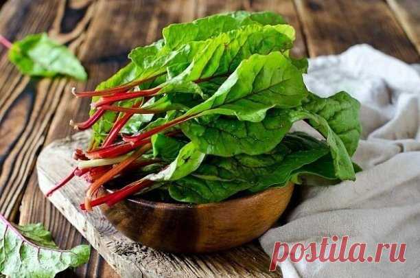 ПОЛЬЗА СВЕКОЛЬНОЙ БОТВЫ
 
Идеально подходит для салатов. Она богата клетчаткой. Перед готовкой ее нужно хорошо промыть, мелко порубить и обдать кипятком. Листья станут мягкими и нежными. Свекольная ботва сочетается с редисом, сельдереем, огурцом, листьями салата, шпинатом, зеленью и орехами. 
Салат заправляйте растительными маслами холодного отжима с лимонным или яблочным соком, сметаной. 
Ботву можно добавлять во вторые блюда – овощное рагу, котлеты, запеканки, омлеты. Св...