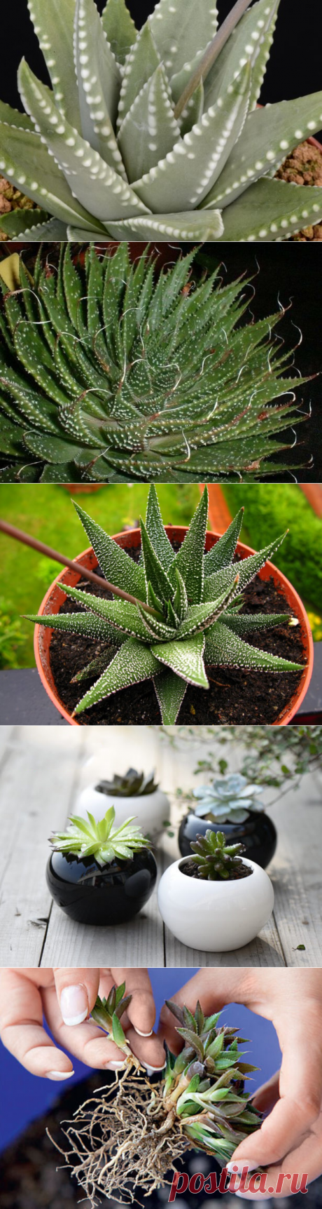 Хавортия: виды цветка, уход и размножение в домашних условиях + фото и видео