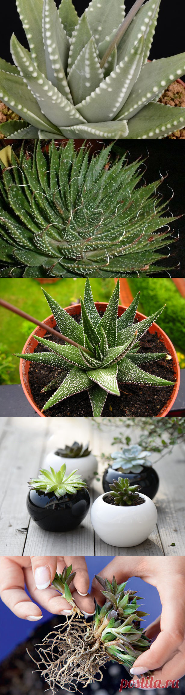 Хавортия: виды цветка, уход и размножение в домашних условиях + фото и видео