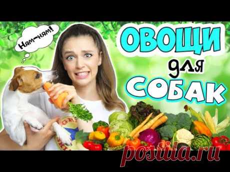 НУЖНЫ ЛИ СОБАКЕ ОВОЩИ? Какие полезные, а какие могут навредить?