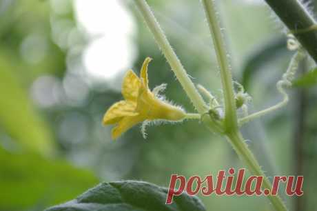 8 причин пустоцвета на огурцах и как с ним бороться