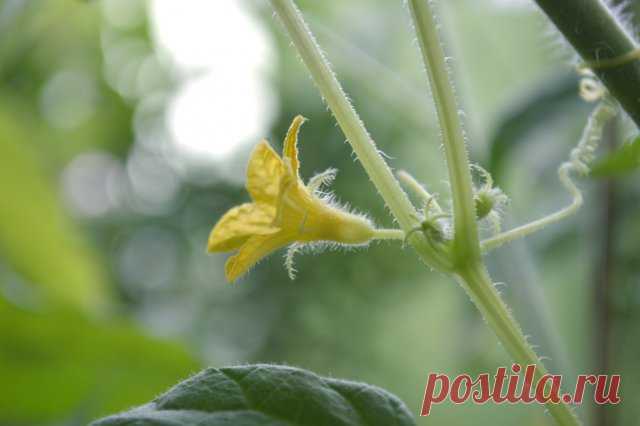 8 причин пустоцвета на огурцах и как с ним бороться