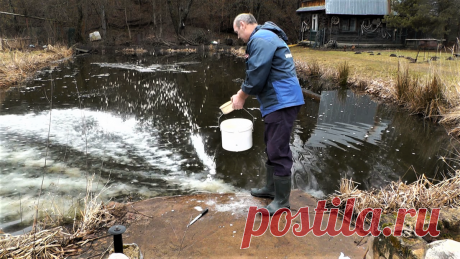 Известкую пруд и вода чище и качественней | Хозяйство Воронова | Яндекс Дзен