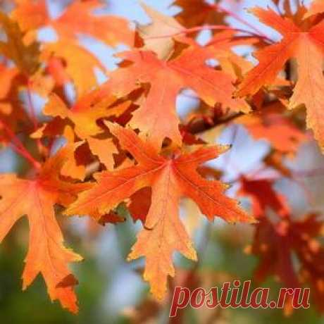 Природа - Фото и фотограф на Расфокусе.