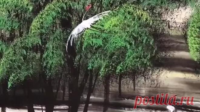 Талантливая бабушка