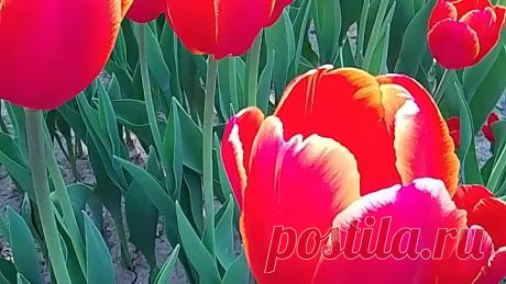 Тюльпаны на ВДНХ. Фото kaleidoscopelive.ru