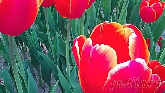 Тюльпаны на ВДНХ. Фото kaleidoscopelive.ru