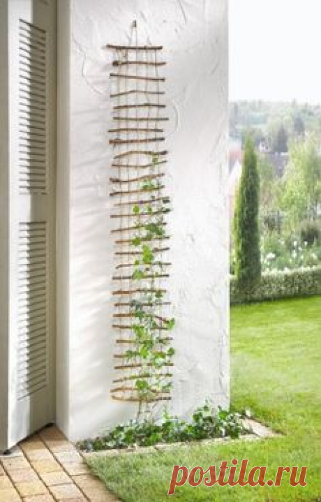 Fun DIY ladder trellis for climbing plants.